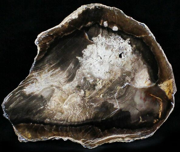 Petrified Wood Slab - McDermitt, Oregon #24222